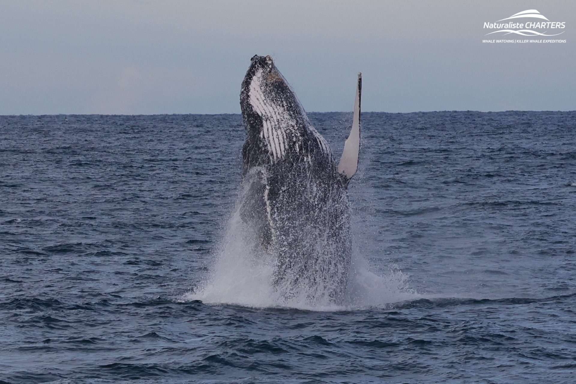 Breaching Humpback Whale